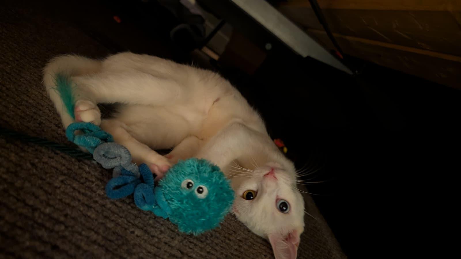 Enlarge Coconut, a ADOPTABLE Domestic Short Hair in Denver, CO image 6/6