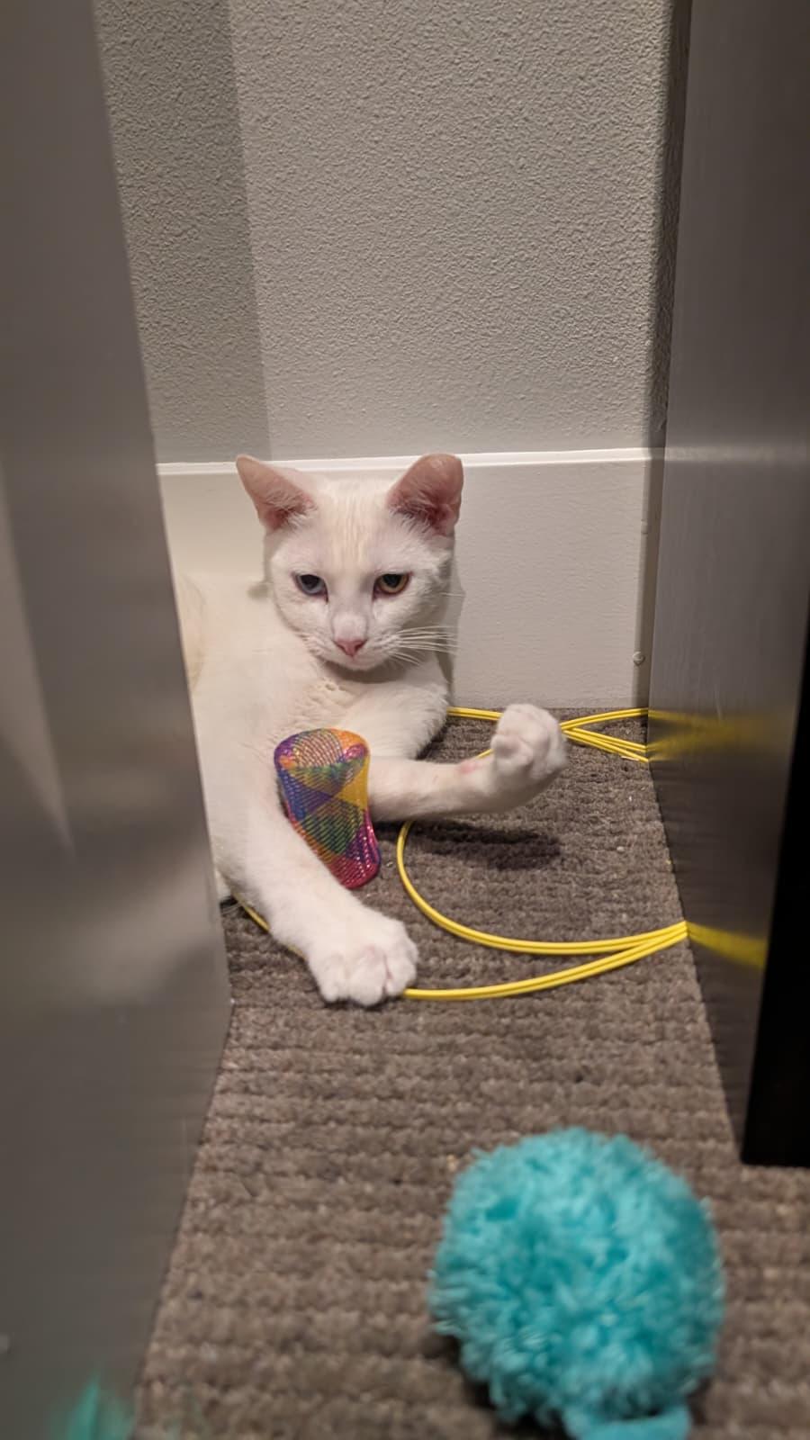 Enlarge Coconut, a ADOPTABLE Domestic Short Hair in Denver, CO image 3/6