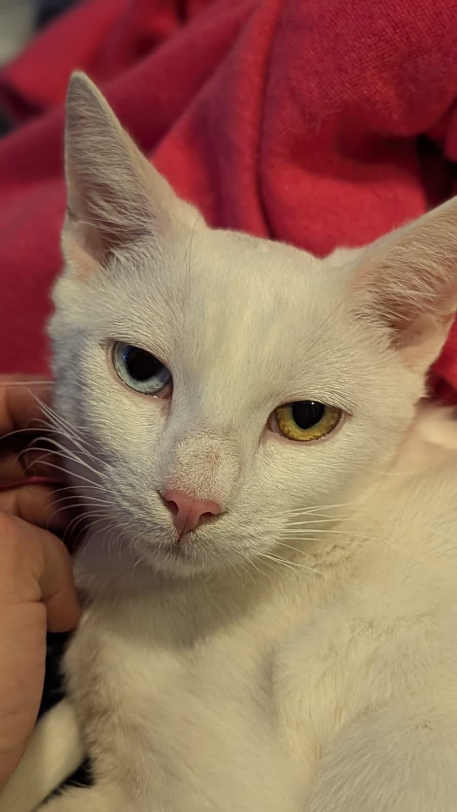 Coconut, ADOPTABLE, Young Male Domestic Short Hair.