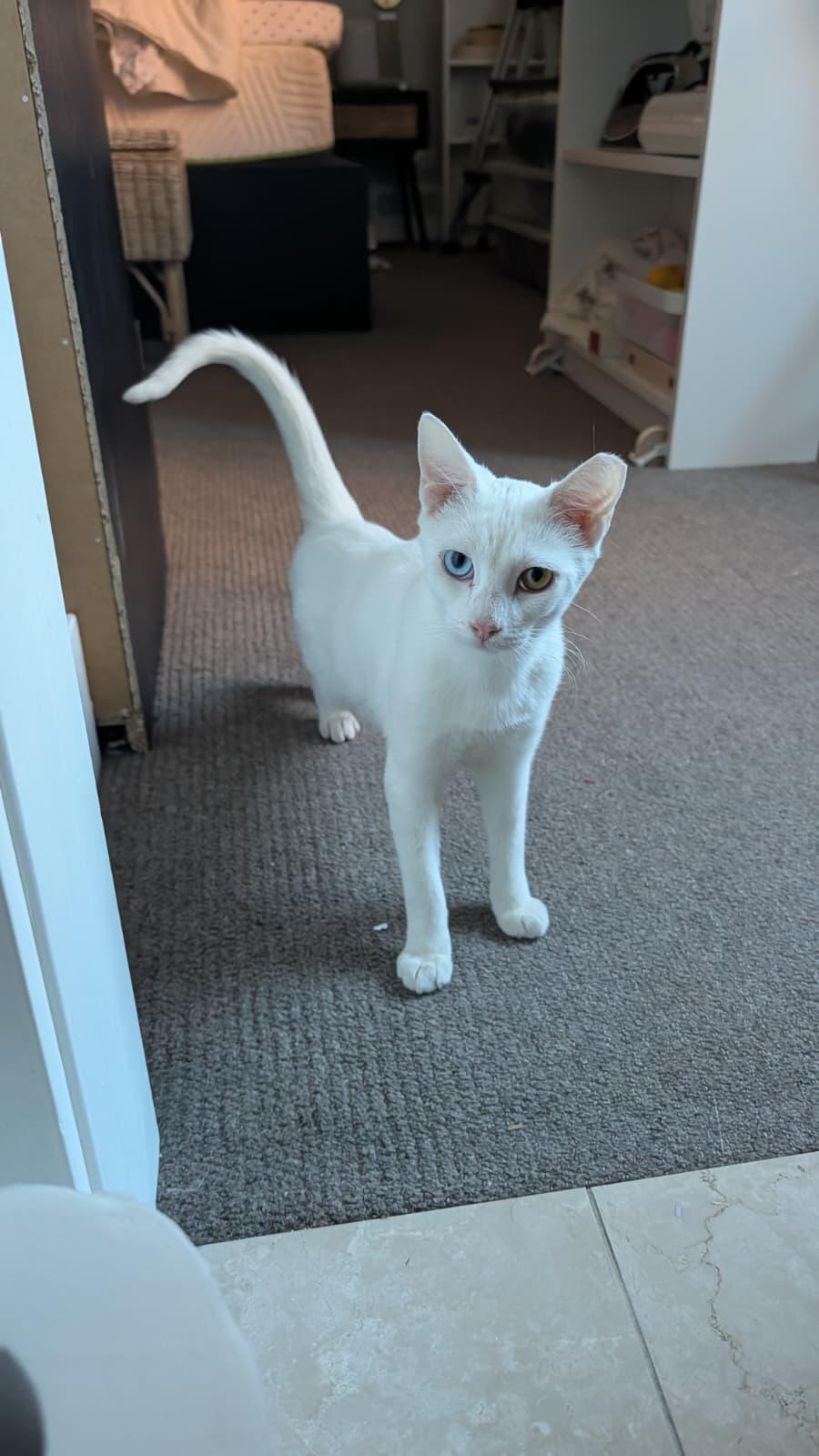 Enlarge Coconut, a ADOPTABLE Domestic Short Hair in Denver, CO image 2/6