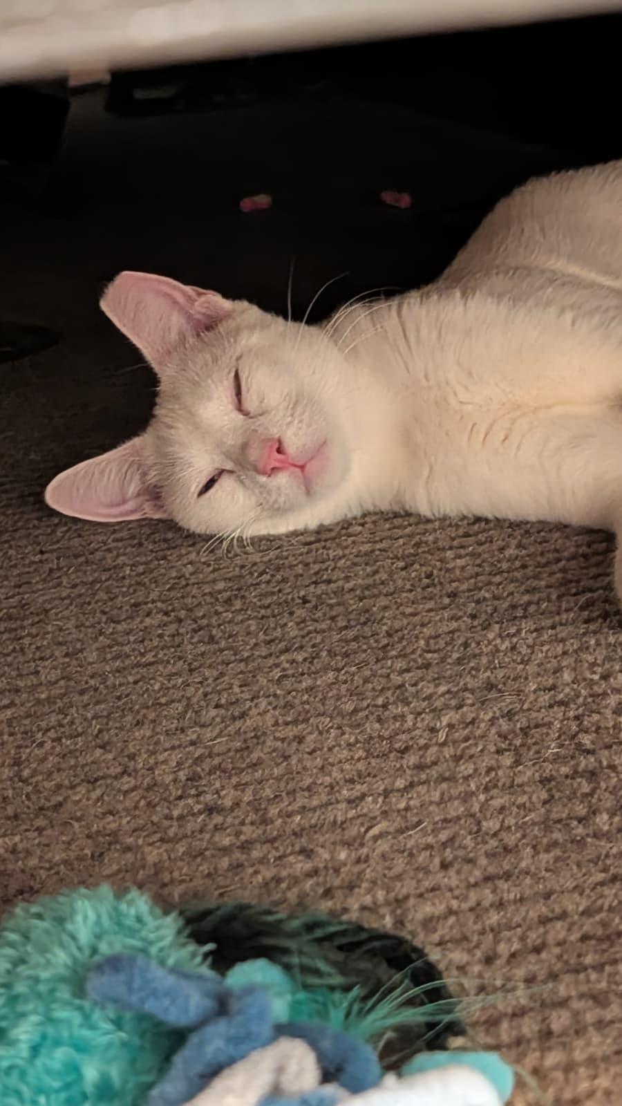 Enlarge Coconut, a ADOPTABLE Domestic Short Hair in Denver, CO image 4/6