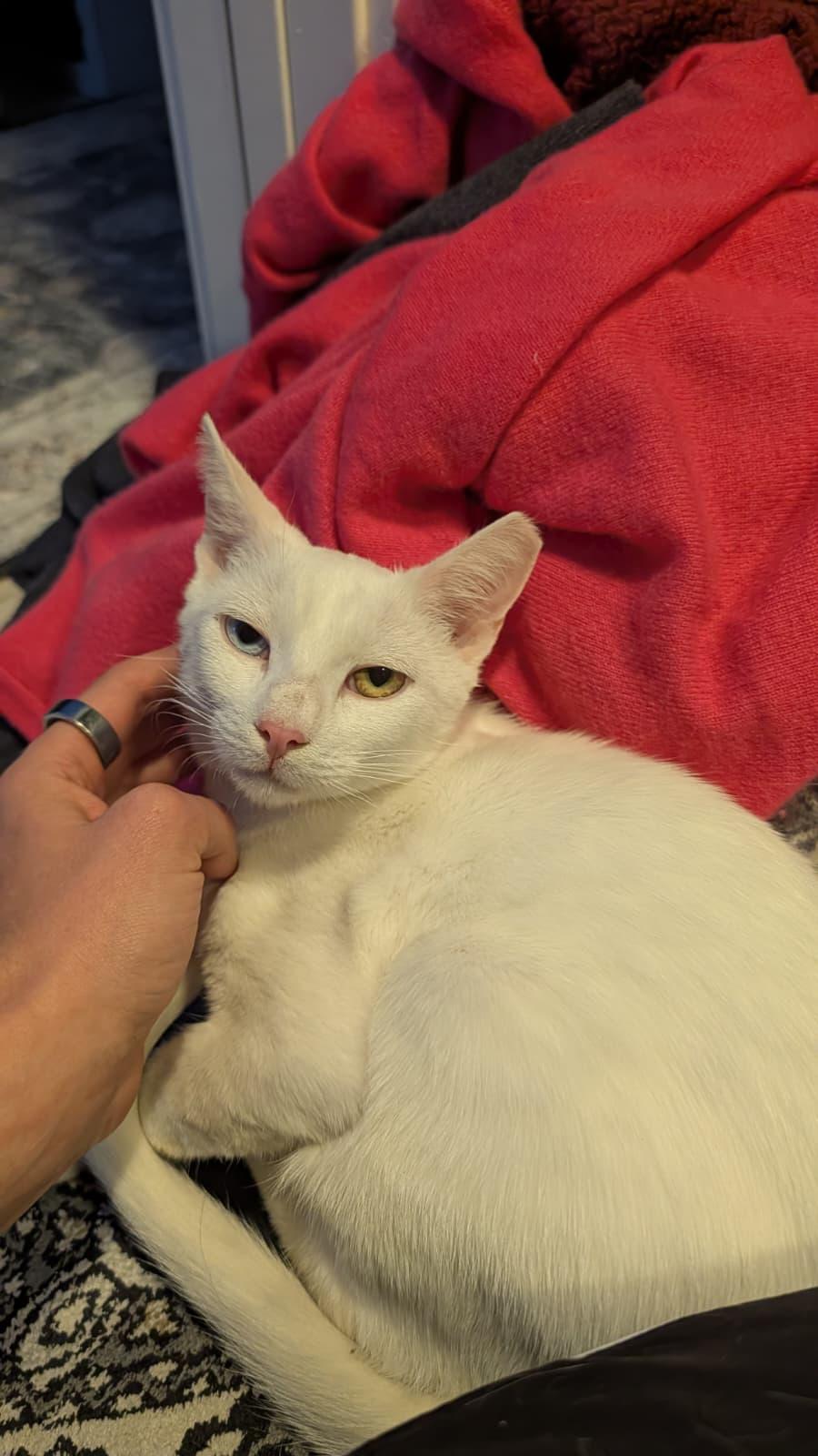 Enlarge Coconut, a ADOPTABLE Domestic Short Hair in Denver, CO image 5/6