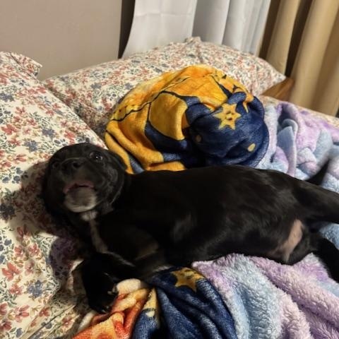 Enlarge Roberto, a ADOPTABLE mixed breed in Copper Hill, VA image 2/4