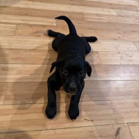 Roberto, ADOPTABLE, Puppy Male Terrier.