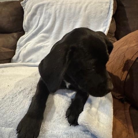 Enlarge Roberto, a ADOPTABLE mixed breed in Copper Hill, VA image 3/4