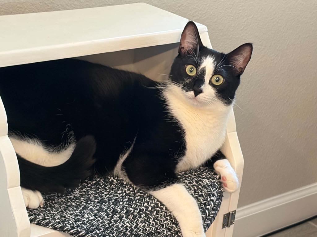 Enlarge Itty Bitty Camper, a Adoptable Tuxedo in Orlando, FL image 1/5