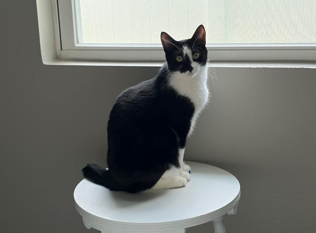 Enlarge Itty Bitty Camper, a Adoptable Tuxedo in Orlando, FL image 4/5