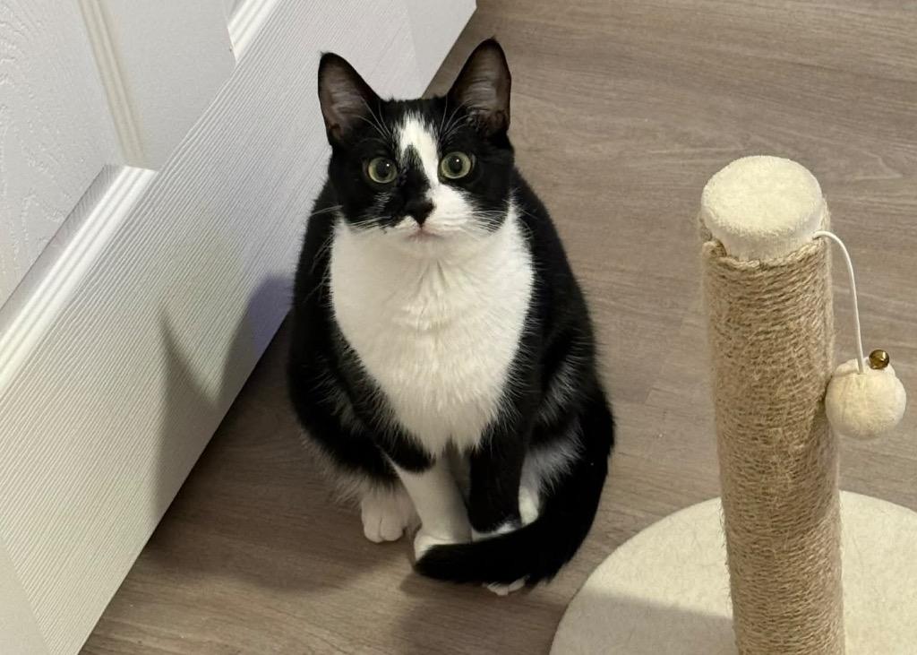 Enlarge Itty Bitty Camper, a Adoptable Tuxedo in Orlando, FL image 5/5
