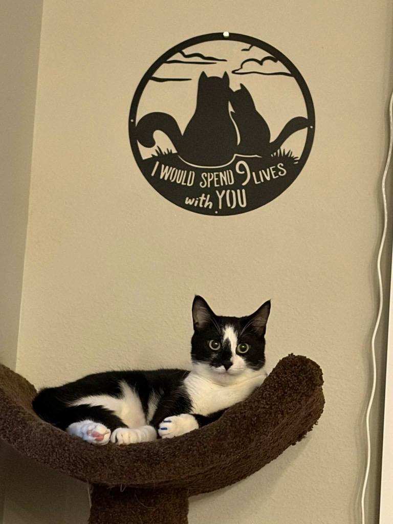 Enlarge Itty Bitty Camper, a Adoptable Tuxedo in Orlando, FL image 3/5