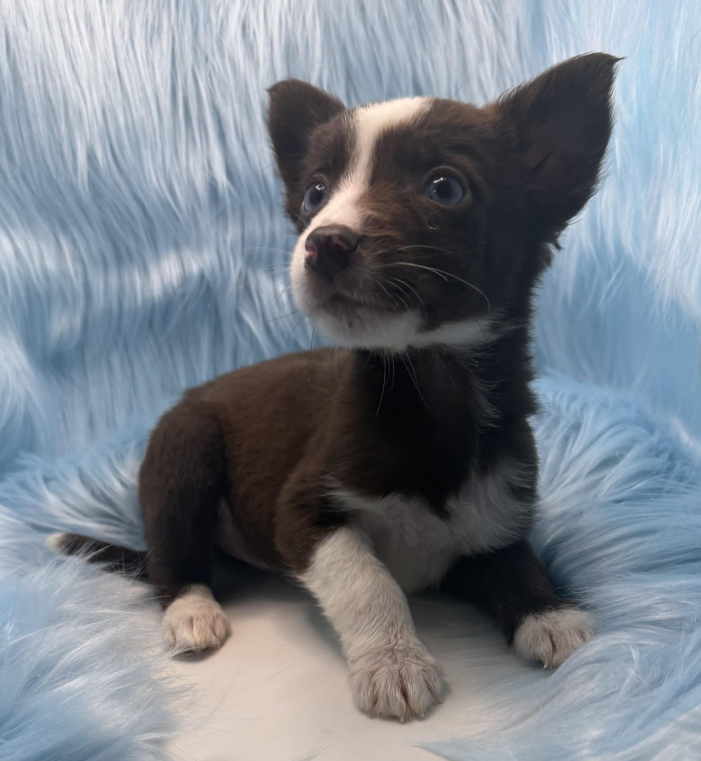 Enlarge Ginger Juice, a Adoptable mixed breed in San Diego, CA image 2/2