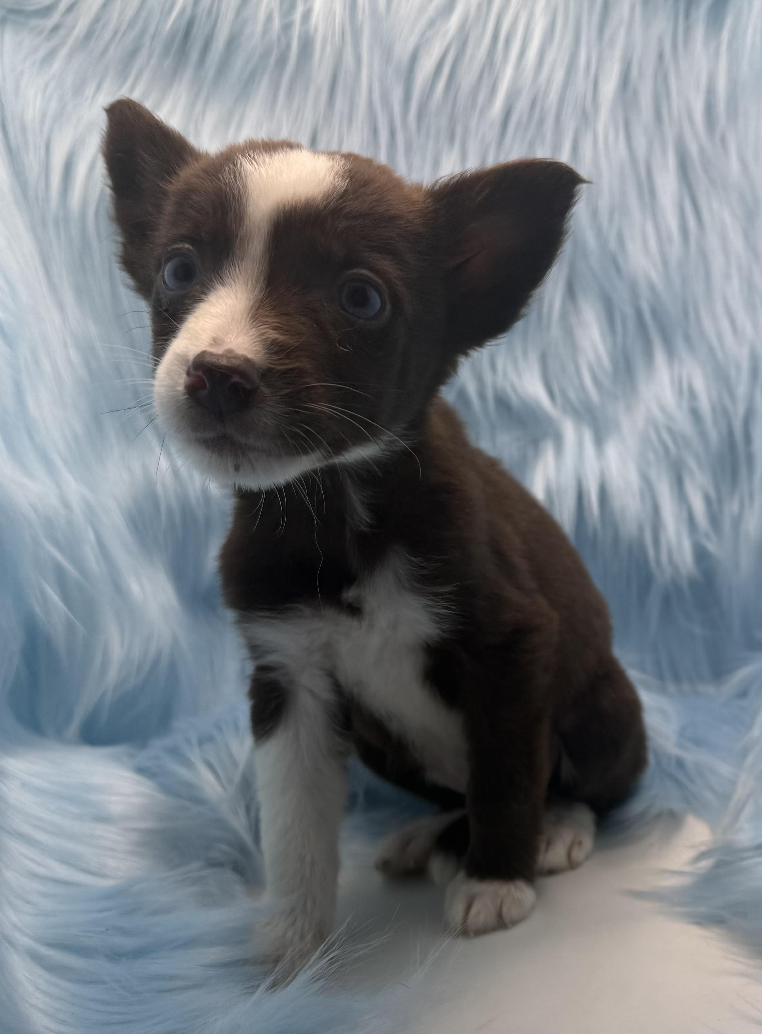 Enlarge Ginger Juice, a Adoptable mixed breed in San Diego, CA image 1/2