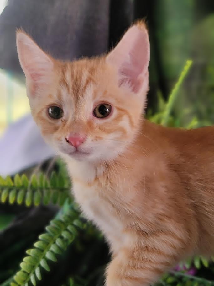 Kimi, a Adoptable Domestic Short Hair in Washoe Valley, NV image 2/2
