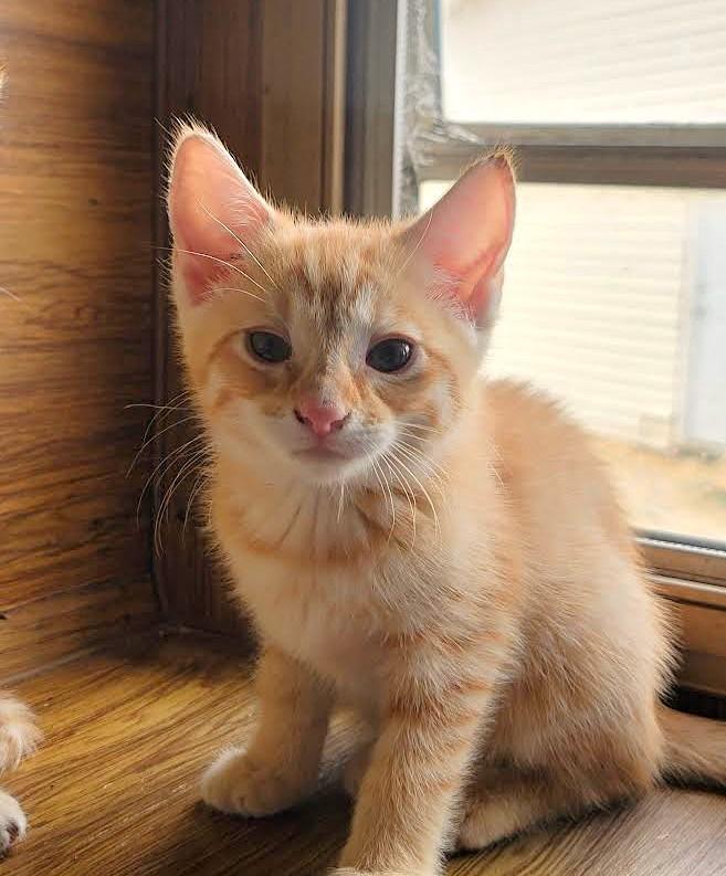 Kimi, a Adoptable Domestic Short Hair in Washoe Valley, NV image 1/2