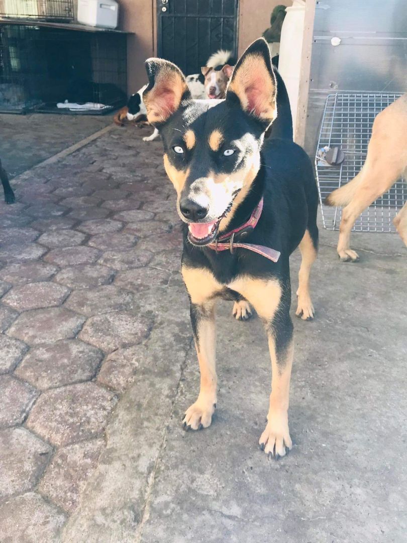 Ariel, a Adoptable mixed breed in Rancho Santa Fe, CA image 1/2