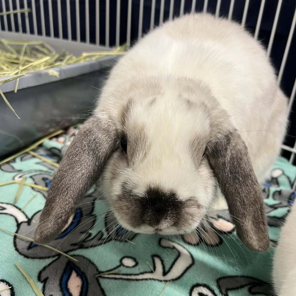 Enlarge Juliet, a Adoptable Holland Lop in Hampton Bays, NY image 1/4