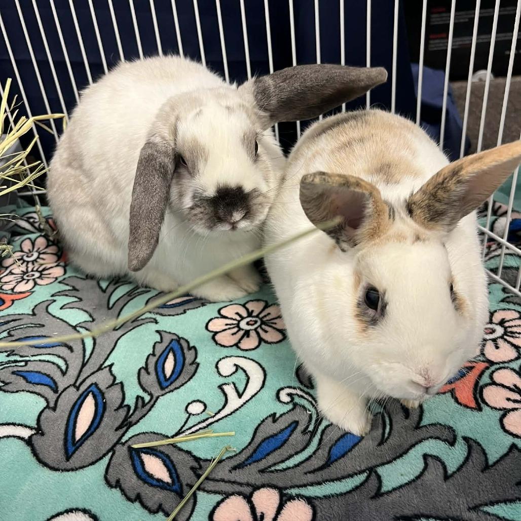Enlarge Juliet, a Adoptable Holland Lop in Hampton Bays, NY image 3/4