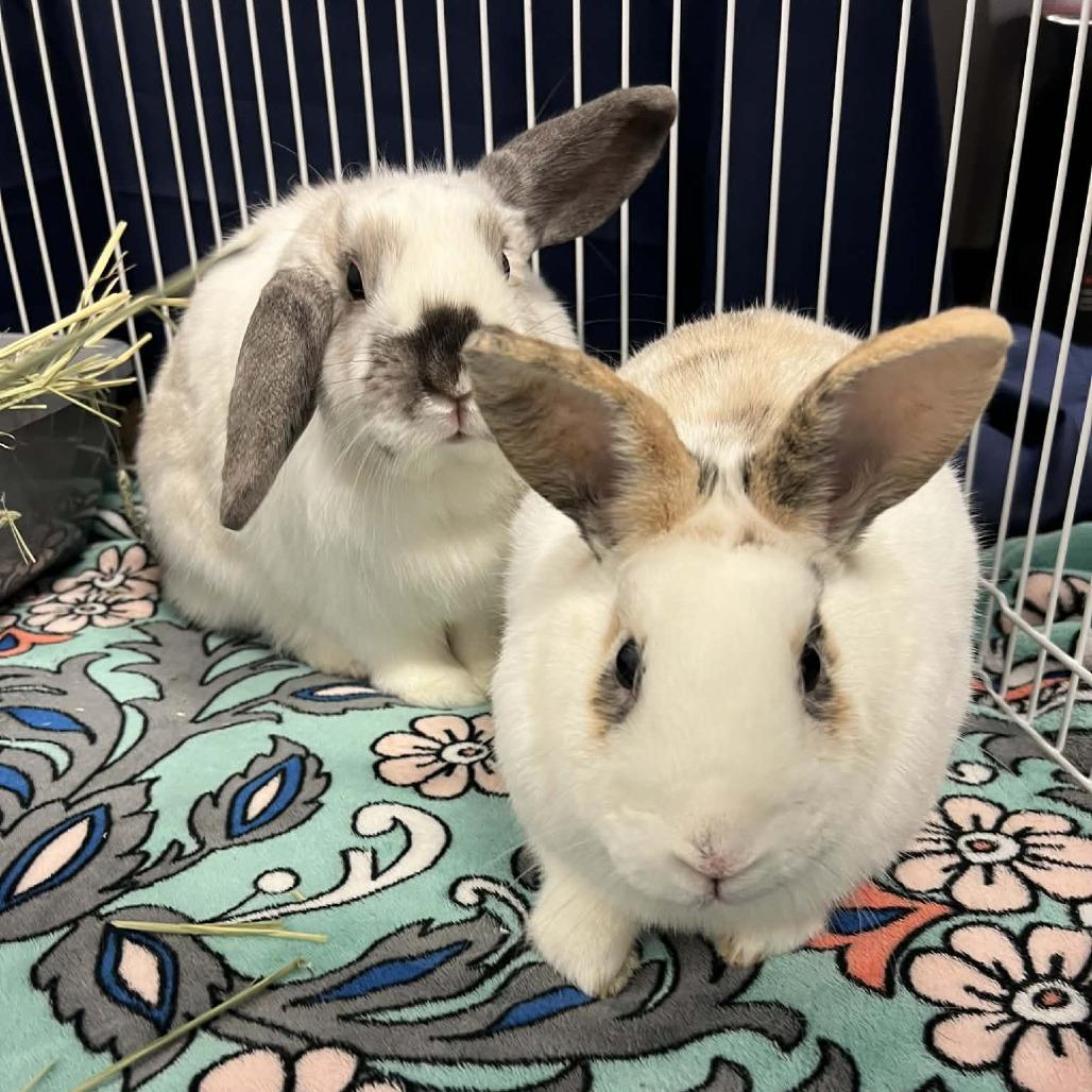 Enlarge Juliet, a Adoptable Holland Lop in Hampton Bays, NY image 4/4