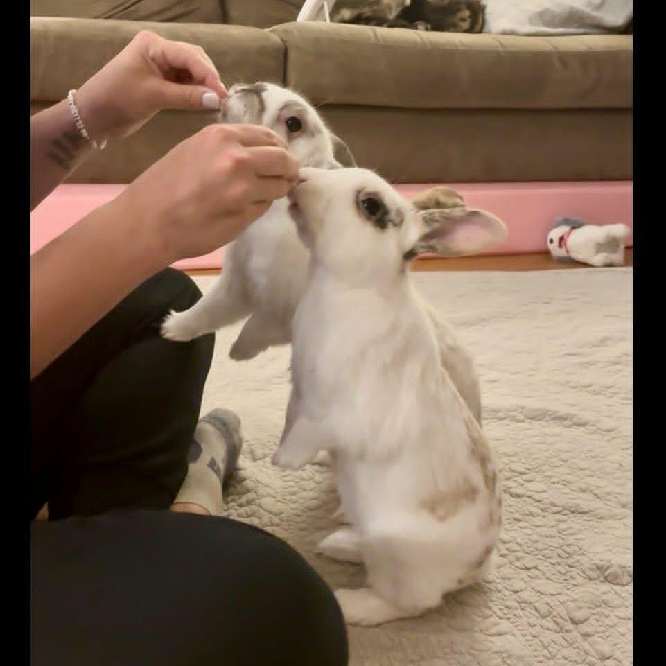 Enlarge Juliet, a Adoptable Holland Lop in Hampton Bays, NY image 5/5