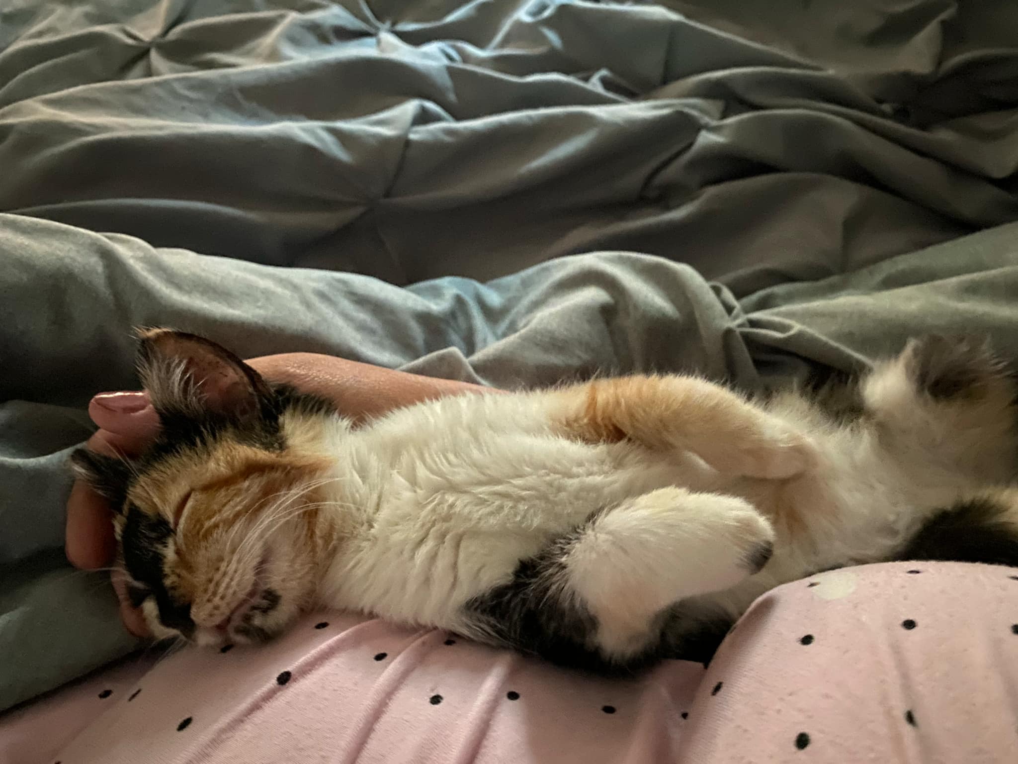 Enlarge Butterscotch, a Adopted Domestic Short Hair in Corydon, IN image 1/1