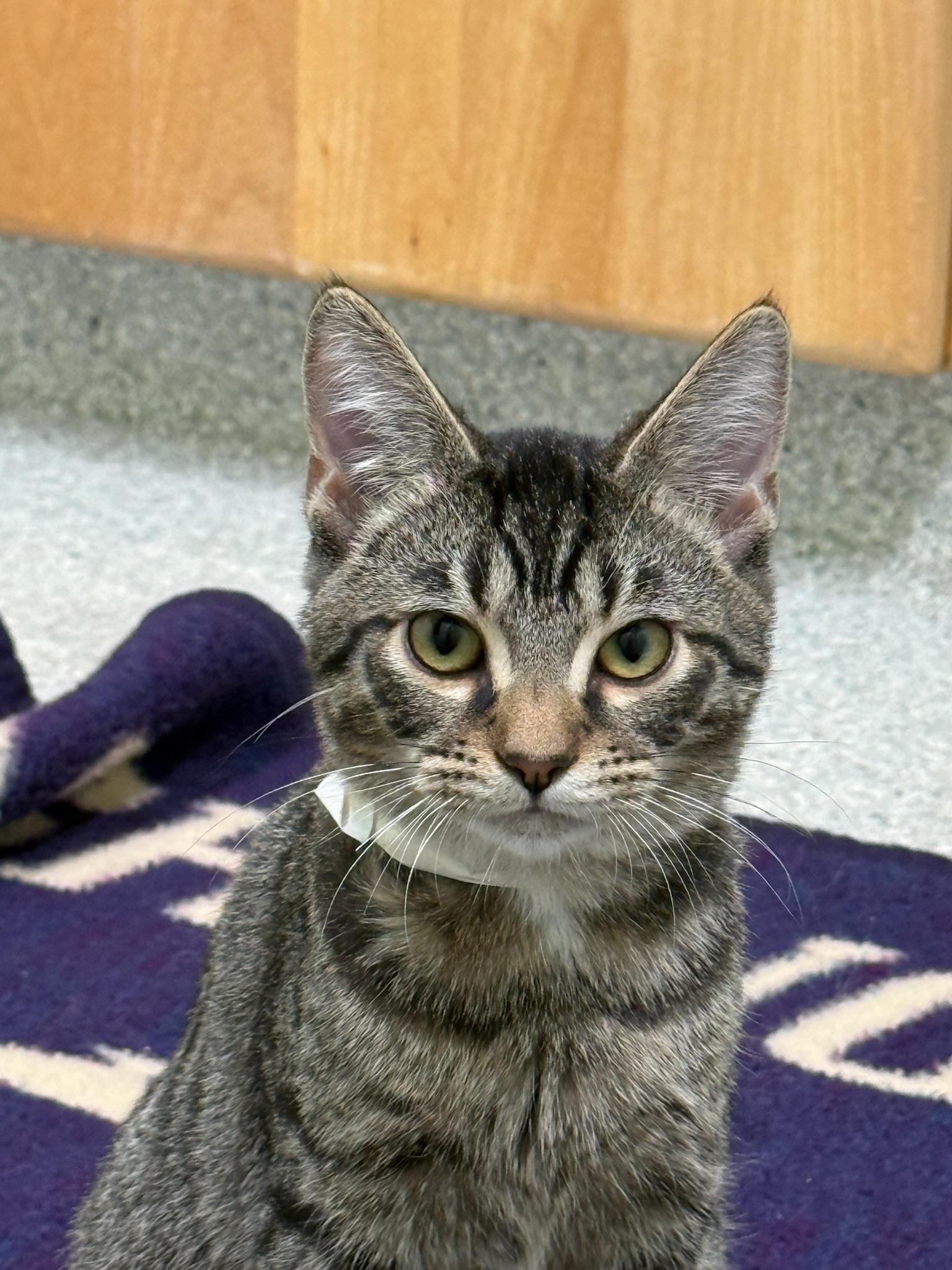 Enlarge Sven, a Adoptable mixed breed in Kent, WA image 4/5