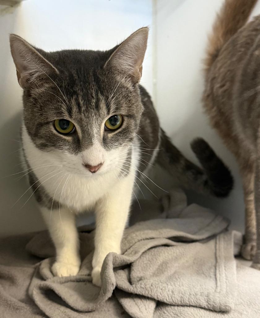 Sumac, Adoptable, Young Male Domestic Short Hair.