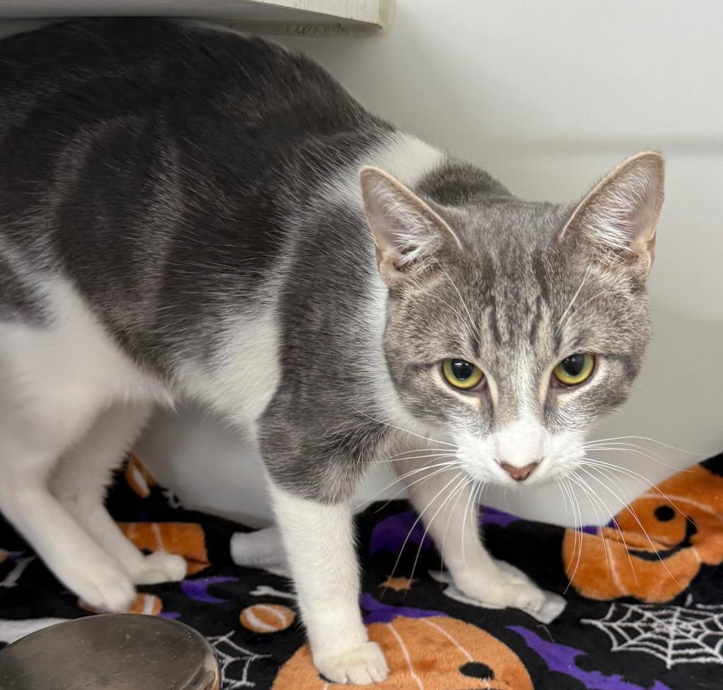 Enlarge Sumac, a Adoptable mixed breed in Sapulpa, OK image 2/2