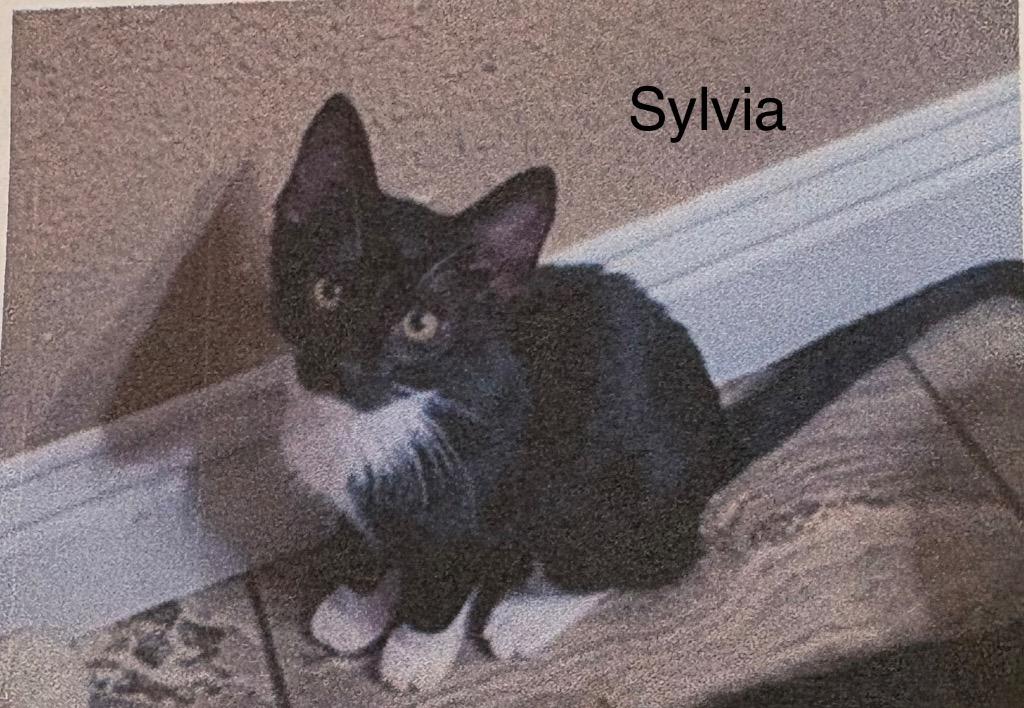 Enlarge Sylvia, a Adoptable mixed breed in Heber City, UT image 1/1