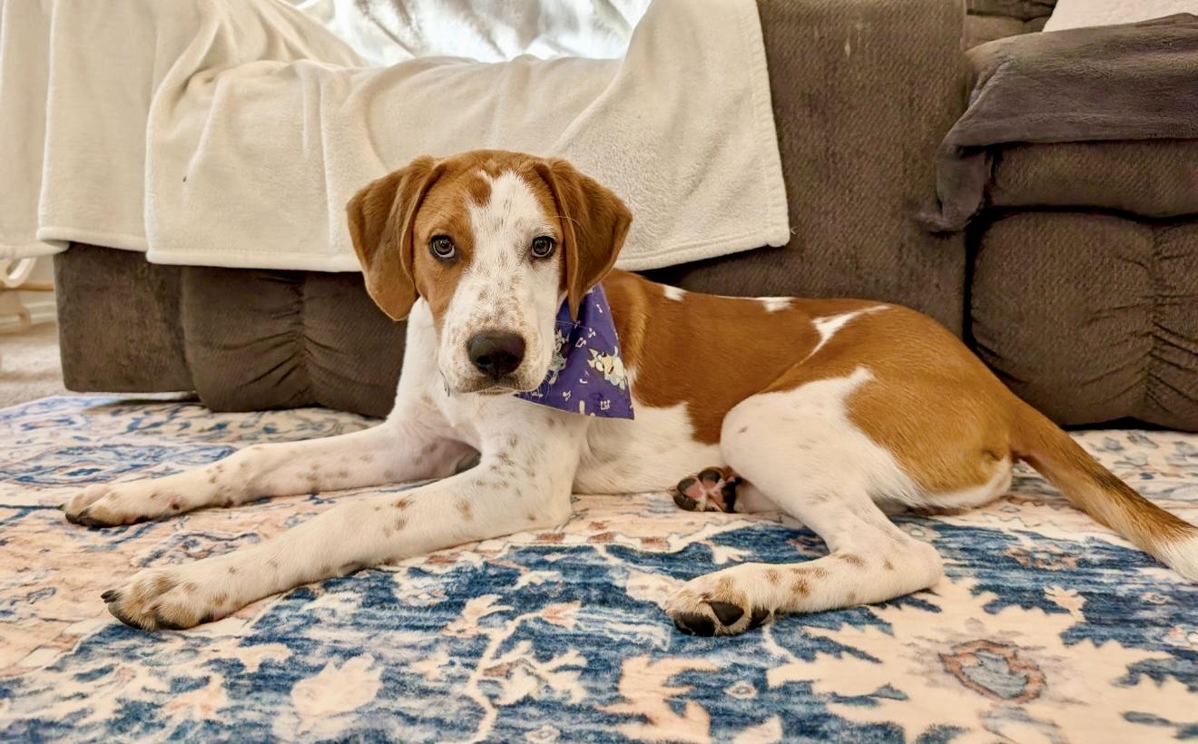 Earl, Adopted, Young Male American Foxhound.