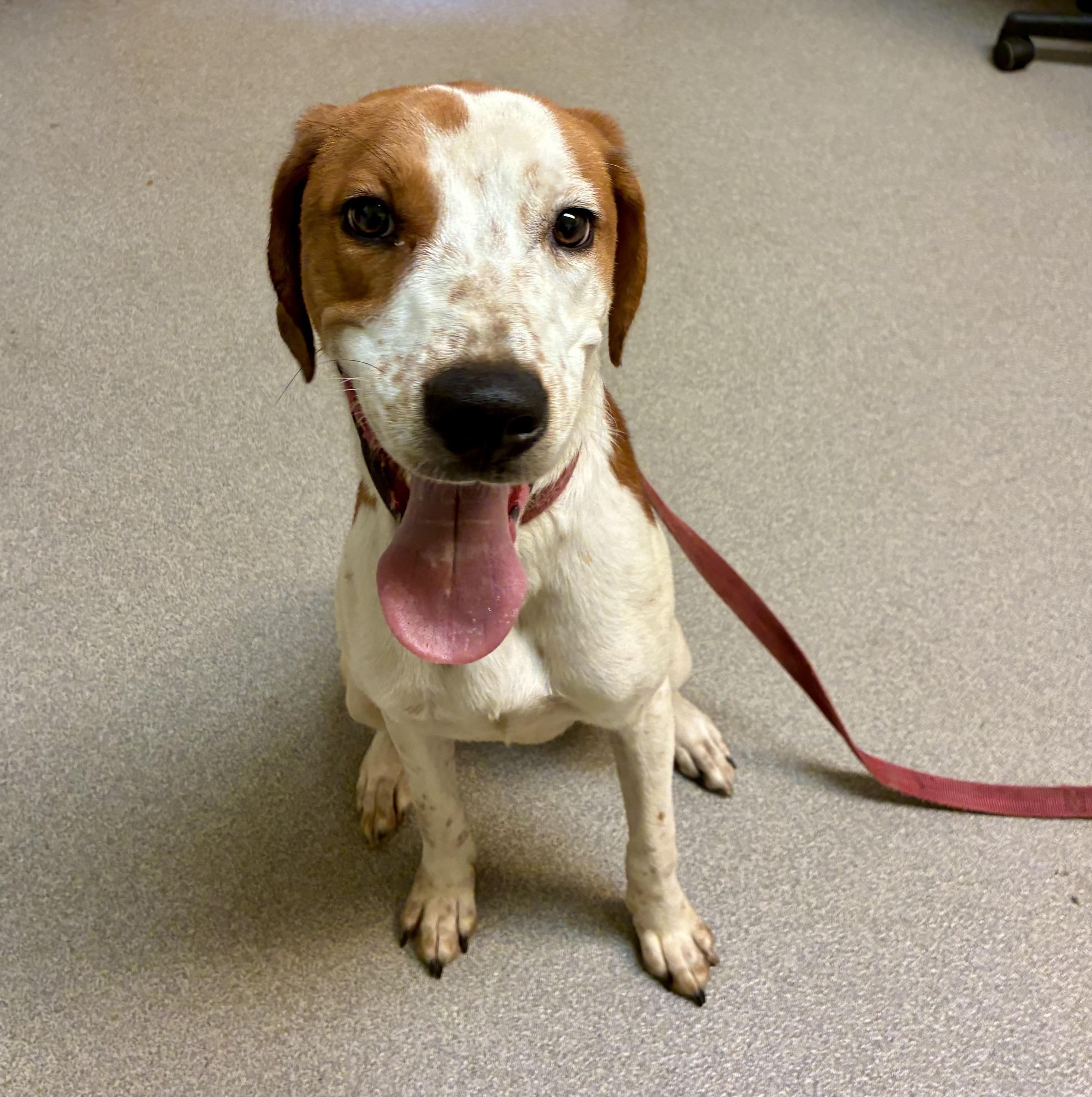 Enlarge Earl, a Adopted mixed breed in Ridgeland, SC image 2/2