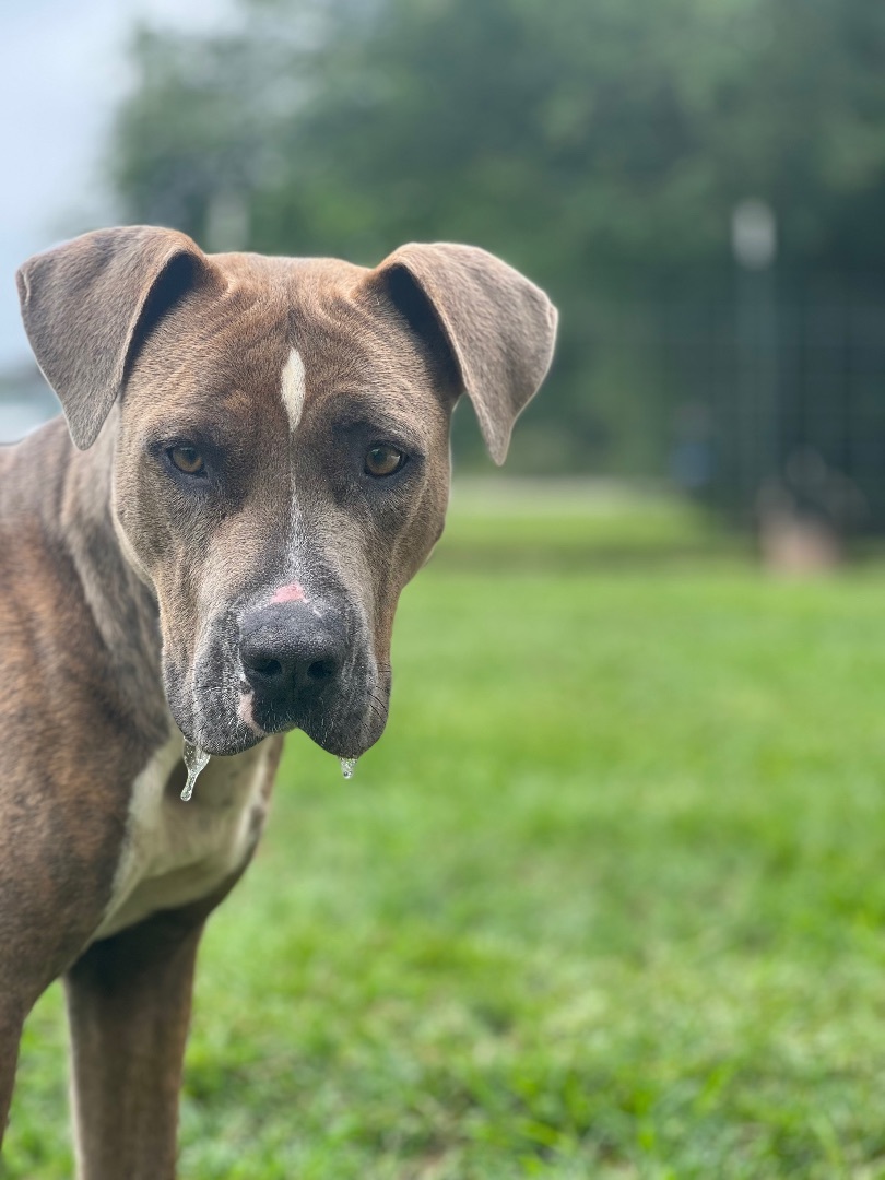 Tarter, a Adopted mixed breed in Marshallville, GA image 1/6
