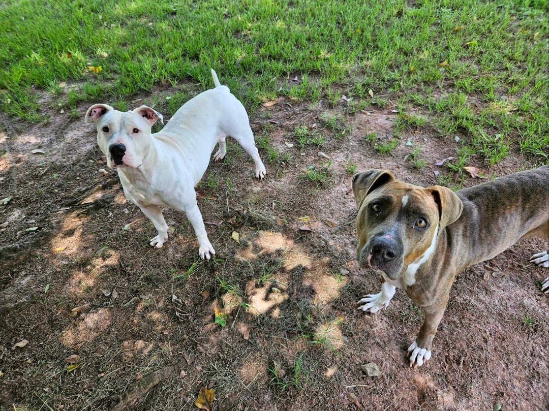Tarter, a Adopted mixed breed in Marshallville, GA image 3/6