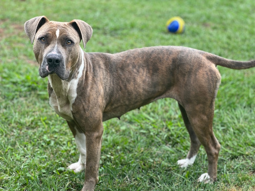 Tarter, a Adopted mixed breed in Marshallville, GA image 5/6