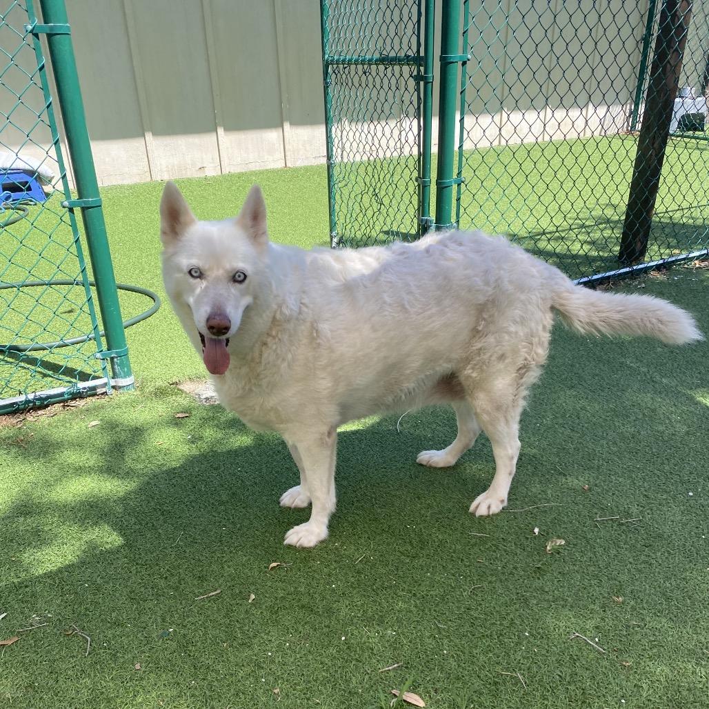Paddle Board 3881, Adoptable, Adult Female Husky & None.