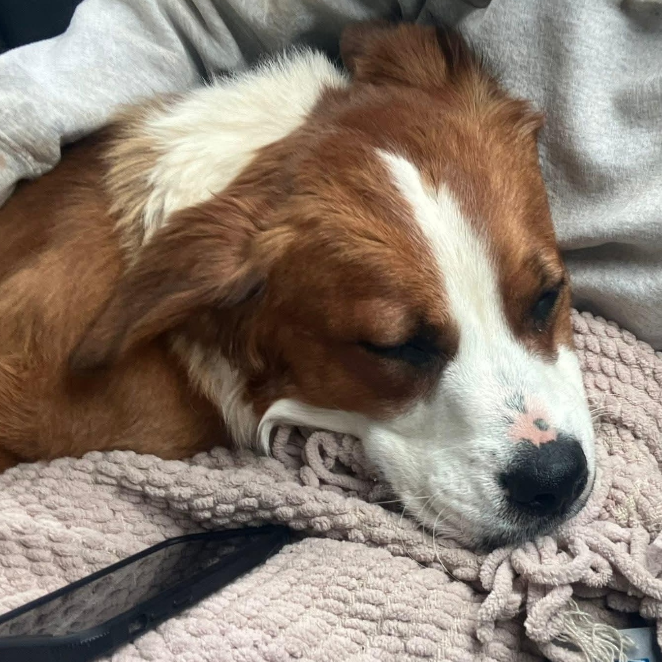 Enlarge Rusty, a ADOPTABLE mixed breed in Enfield, CT image 3/6