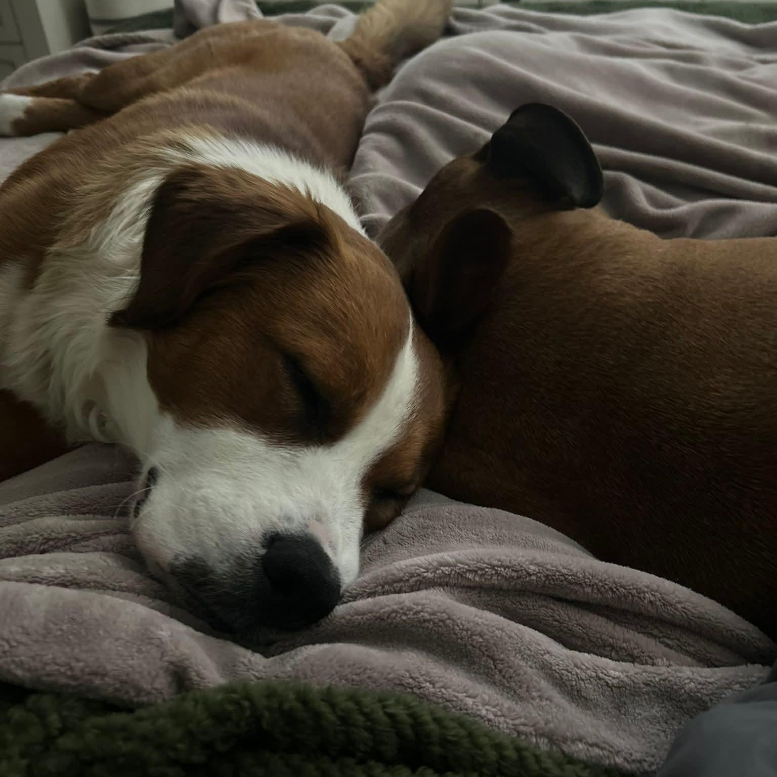 Enlarge Rusty, a ADOPTABLE mixed breed in Enfield, CT image 5/6