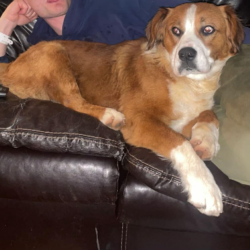 Enlarge Rusty, a ADOPTABLE mixed breed in Enfield, CT image 2/6