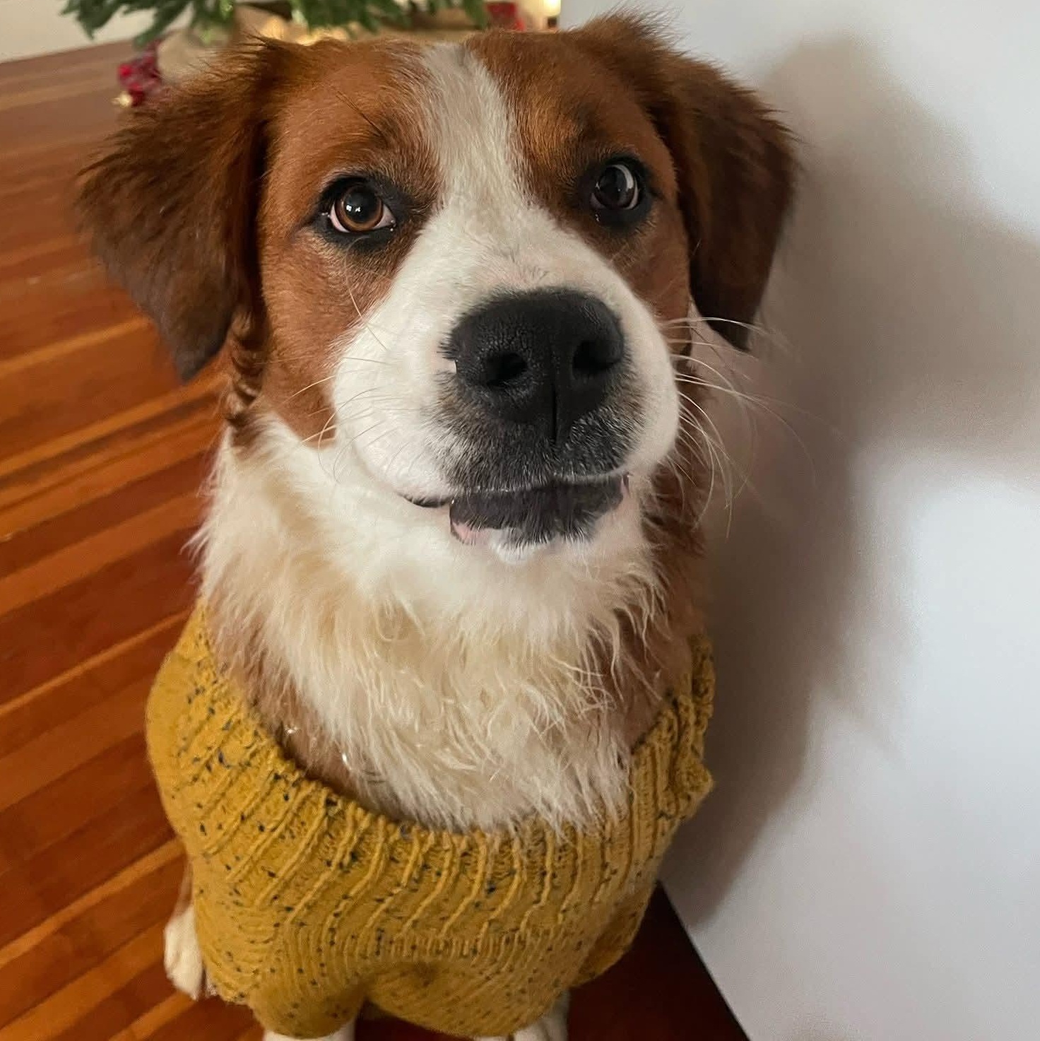 Enlarge Rusty, a ADOPTABLE mixed breed in Enfield, CT image 1/6