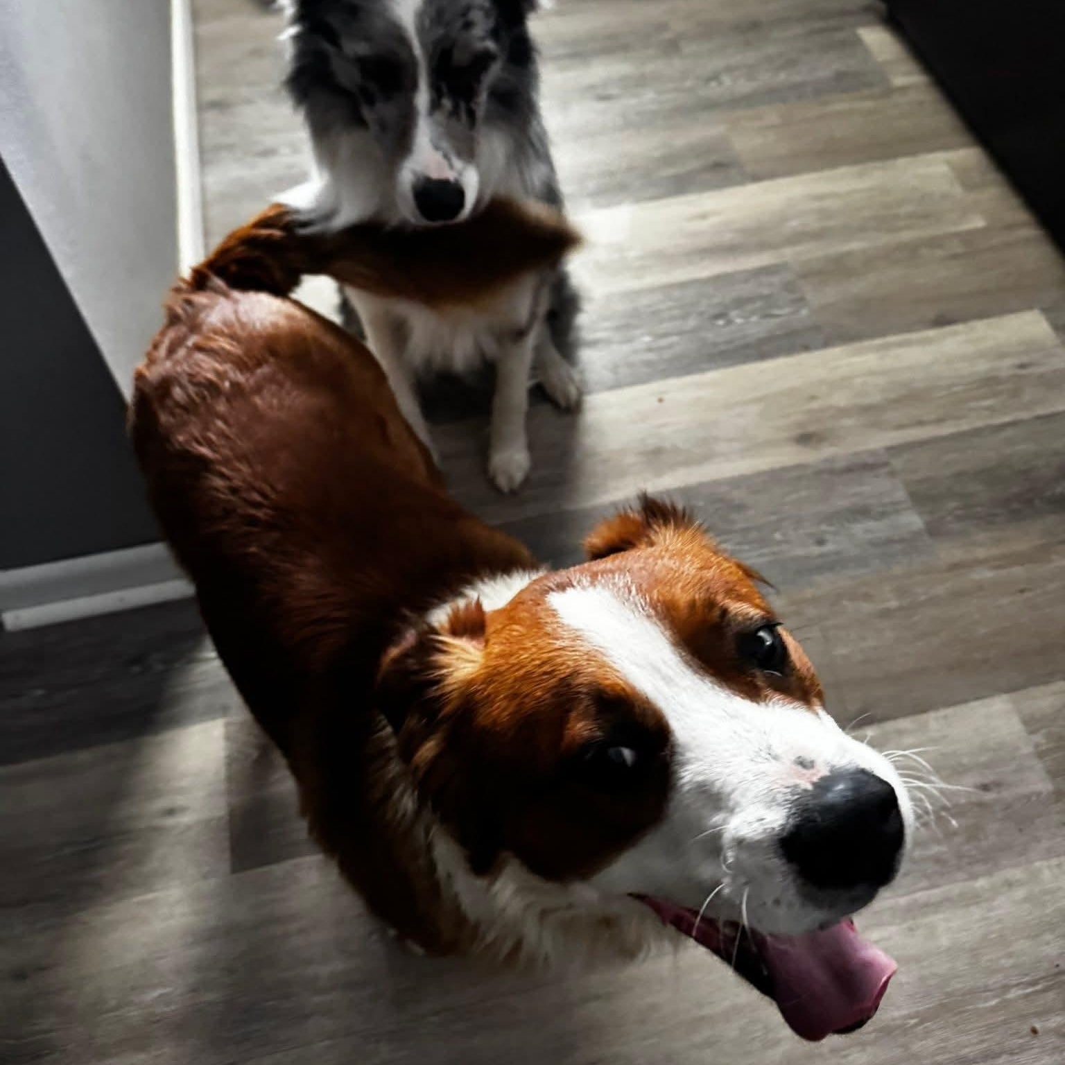 Enlarge Rusty, a ADOPTABLE mixed breed in Enfield, CT image 4/6