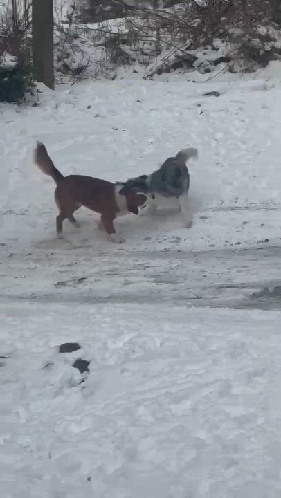 Enlarge Rusty, a ADOPTABLE mixed breed in Enfield, CT video 6/6