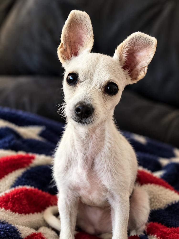 Enlarge Snoopy, a Adoptable mixed breed in Saugus, MA image 2/3