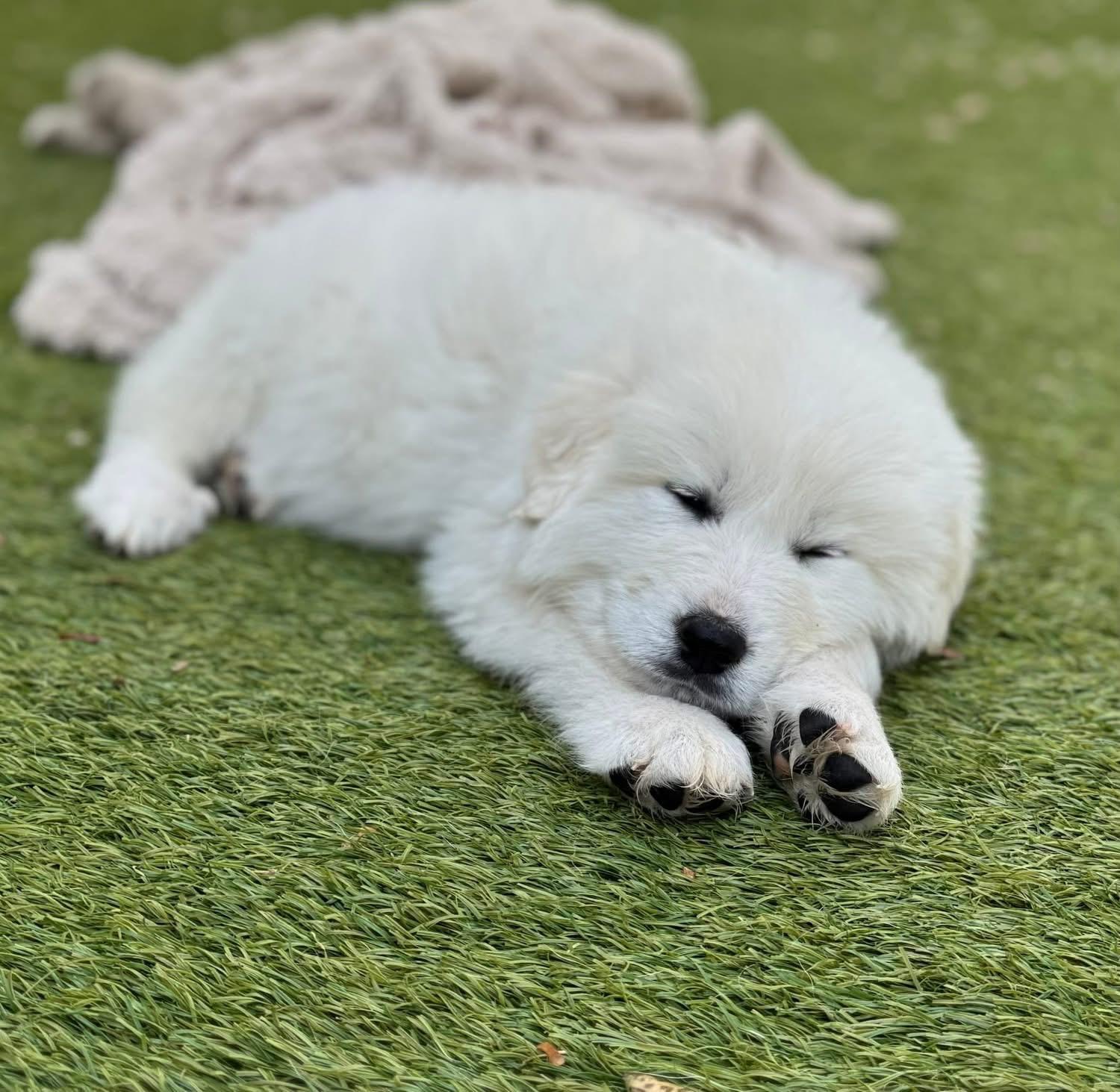 Enlarge Sugar Bug, a ADOPTABLE Great Pyrenees in Southlake, TX image 3/4
