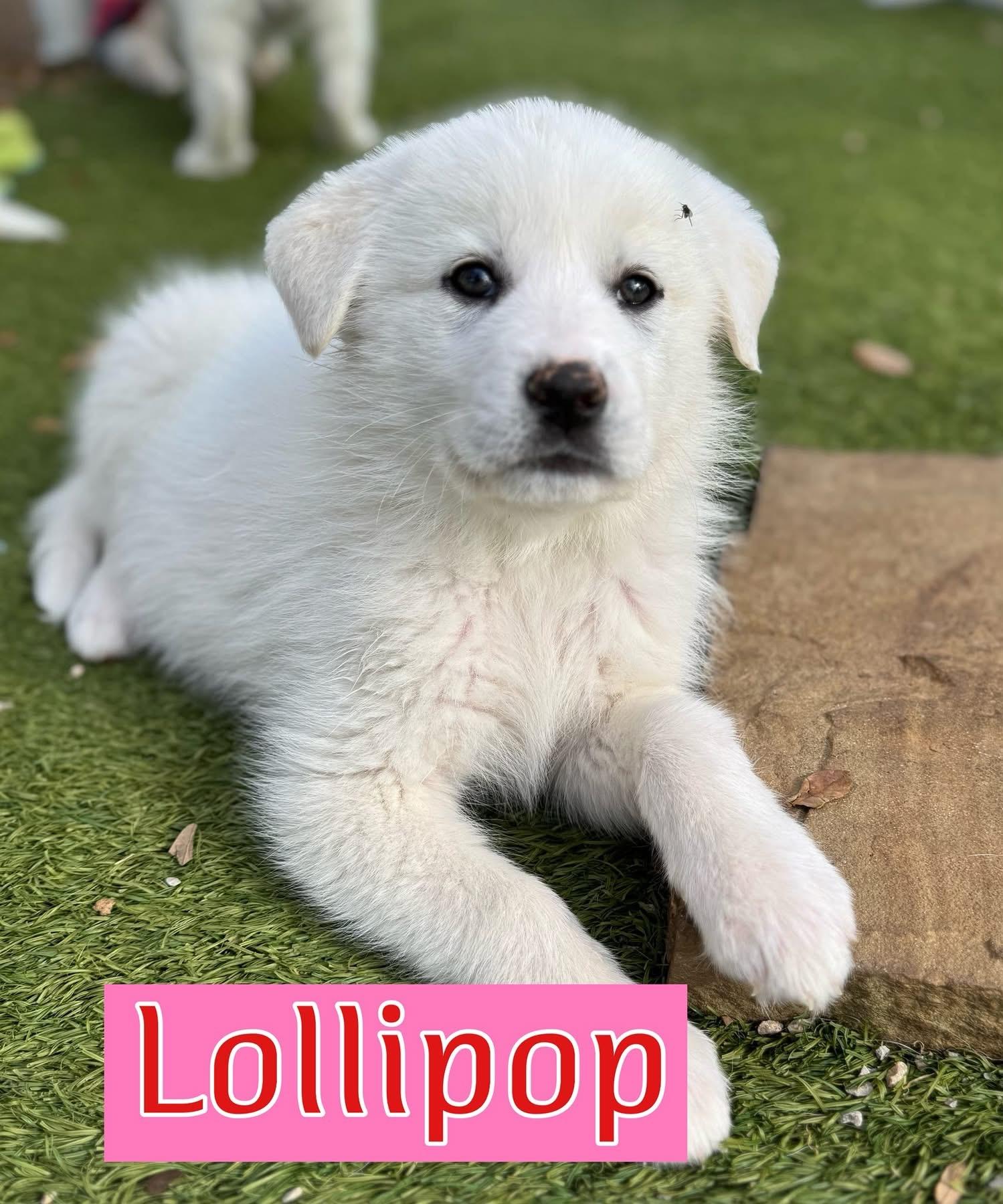 Enlarge Sugar Bug, a ADOPTABLE Great Pyrenees in Southlake, TX image 2/4