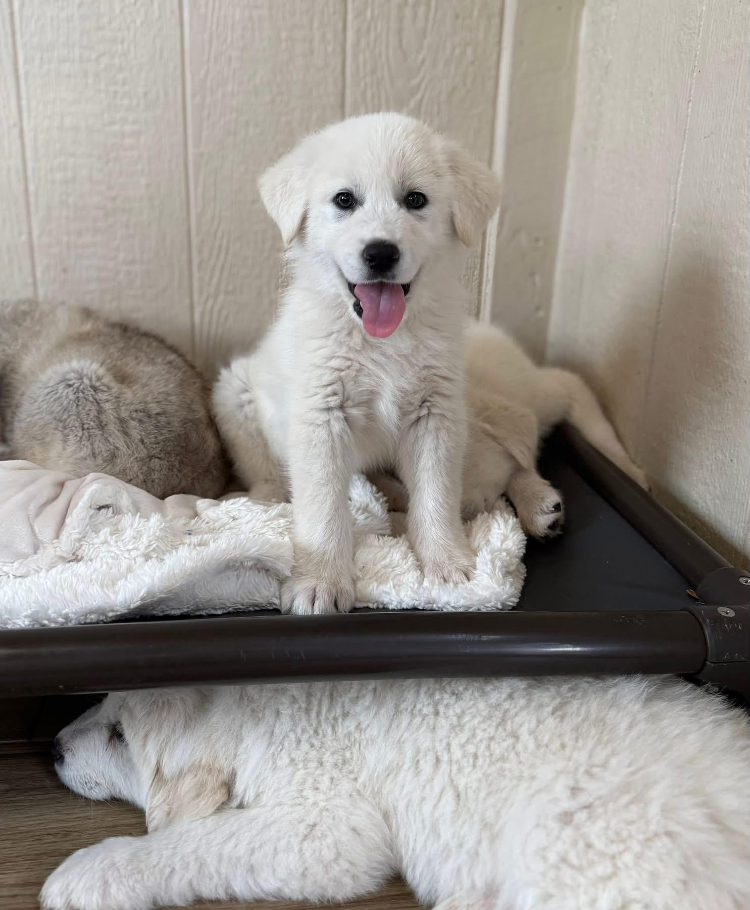 Enlarge Sugar Bug, a ADOPTABLE Great Pyrenees in Southlake, TX image 4/4