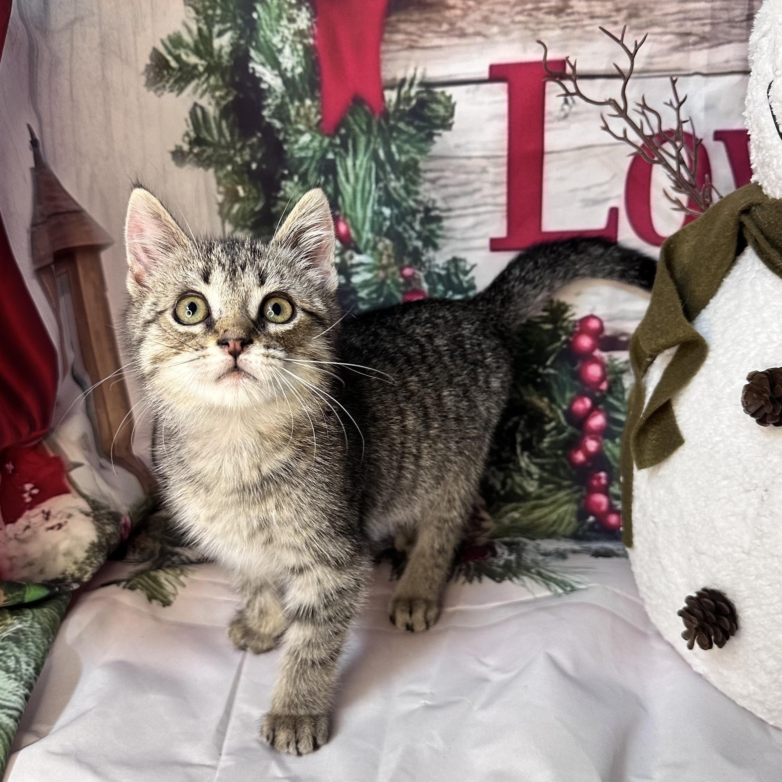 Enlarge Frost, a Adoptable mixed breed in Mount Vernon, IL image 6/6