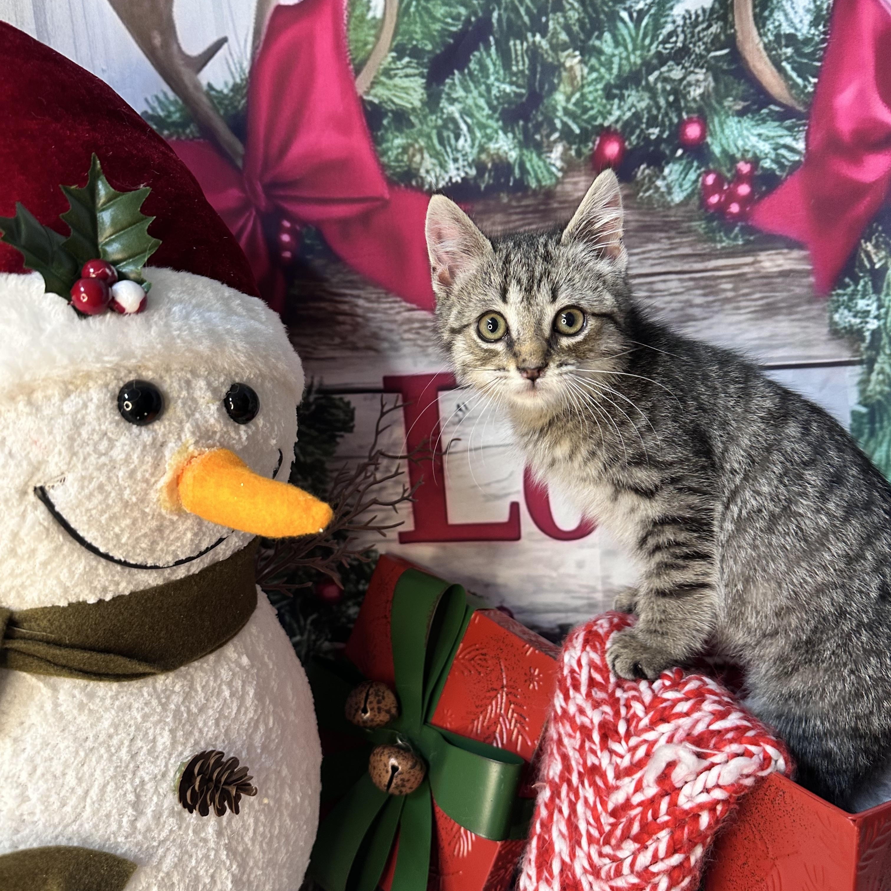 Enlarge Frost, a Adoptable mixed breed in Mount Vernon, IL image 4/6