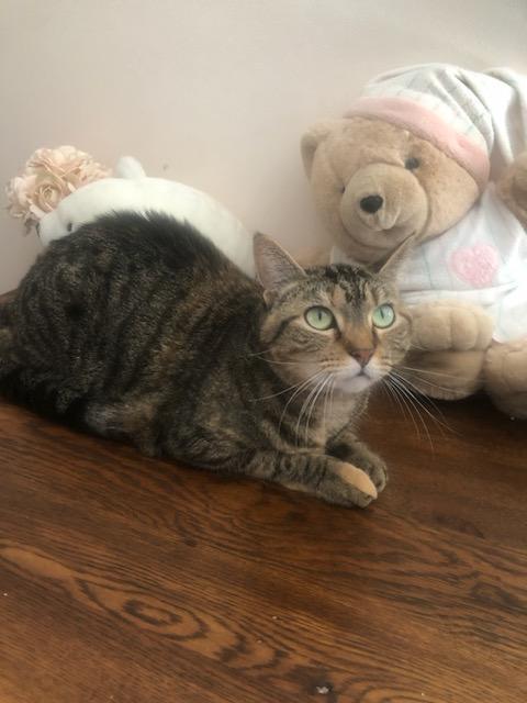 Enlarge Bonnie and Clyde at Luna Cat Collective, a Adoptable Domestic Short Hair in Ellicott City, MD image 4/4