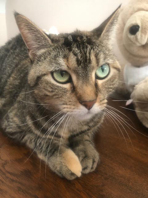 Enlarge Bonnie and Clyde at Luna Cat Collective, a Adoptable Domestic Short Hair in Ellicott City, MD image 1/4