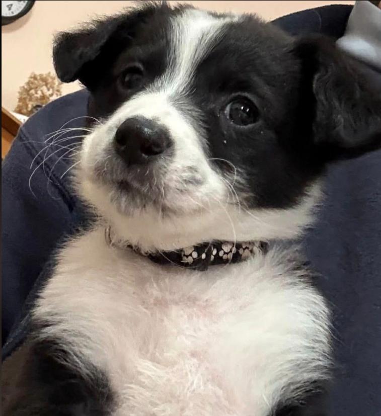 Enlarge Dally, a Adoptable mixed breed in Eutawville, SC image 3/4