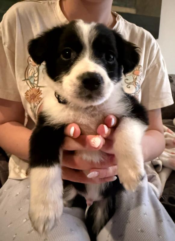 Dally, Adoptable, Puppy Male Mixed Breed.