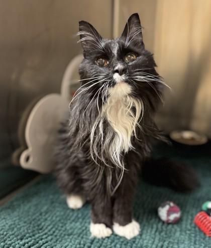 Anne, ADOPTABLE, Senior Female Domestic Long Hair.